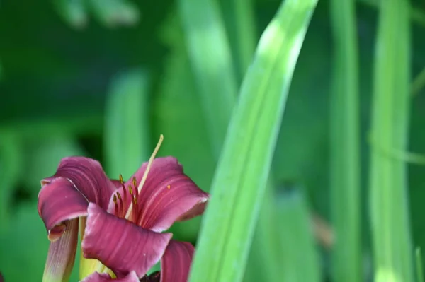 Красивые Цветы Лилии Цветочные Концепции Изображения — стоковое фото