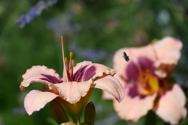 Vackra Lilja Blommor Blommigt Koncept Bild — Stockfoto