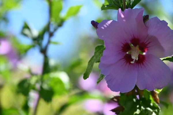 庭の美しいピンク花 — ストック写真