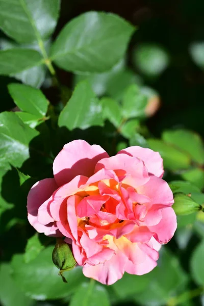 Piękna Kwitnąca Róża Rosnąca Ogrodzie — Zdjęcie stockowe