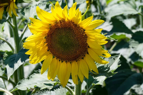 Close Beautiful Sunflower Growing Field — Stock Photo, Image