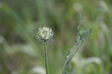 beautiful tender flowers growing in the garden