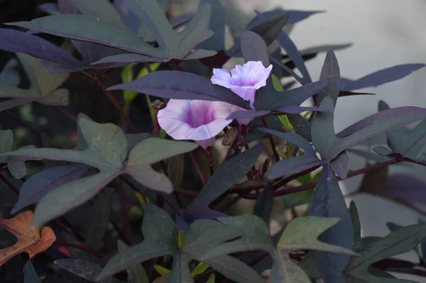 Bellissimi Fiori Rosa Che Crescono Giardino — Foto Stock