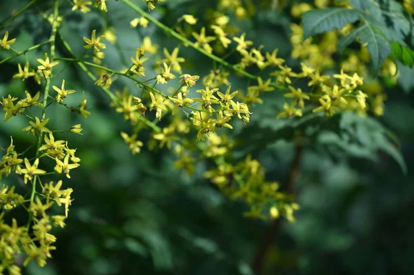 Close Beautiful Yellow Flowers Summer Concept — Zdjęcie stockowe