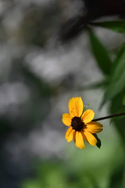 Nahaufnahme Von Schönen Gelben Blumen Sommerkonzept — Stockfoto