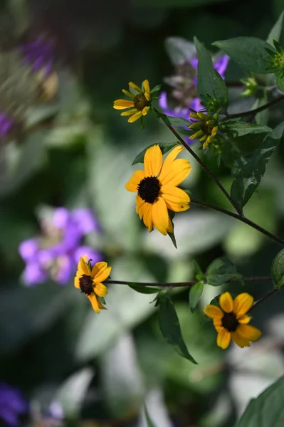 美丽的黄色花朵 夏天的概念 — 图库照片