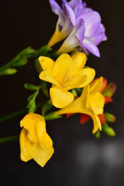 güzel renkli çiçekler, siyah arkaplan