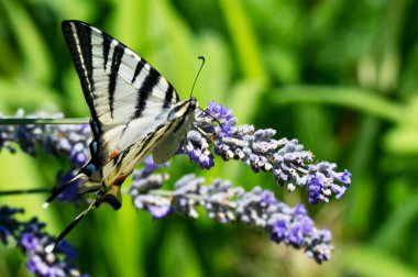 Bahçedeki mor çiçeklerin üzerinde oturan güzel kelebek