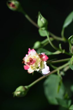 Bahçede büyüyen güzel bir gül
