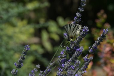 Bahçedeki mor çiçeklerin üzerinde oturan güzel kelebek
