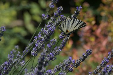 Bahçedeki mor çiçeklerin üzerinde oturan güzel kelebek