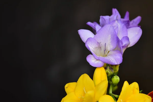 Beautiful Colorful Flowers Black Background — Stock fotografie