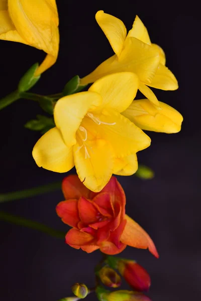 Close Red Yellow Flowers Black Background — Fotografia de Stock