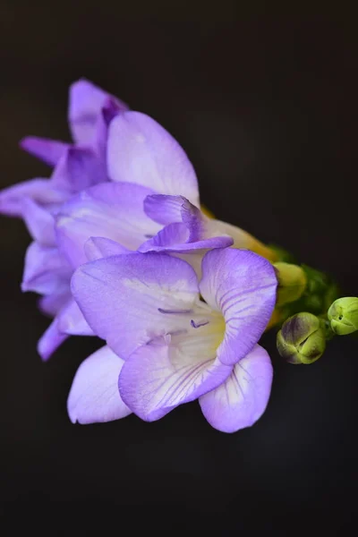 Κοντινό Πλάνο Των Όμορφων Μοβ Λουλουδιών Καλοκαιρινή Ιδέα — Φωτογραφία Αρχείου