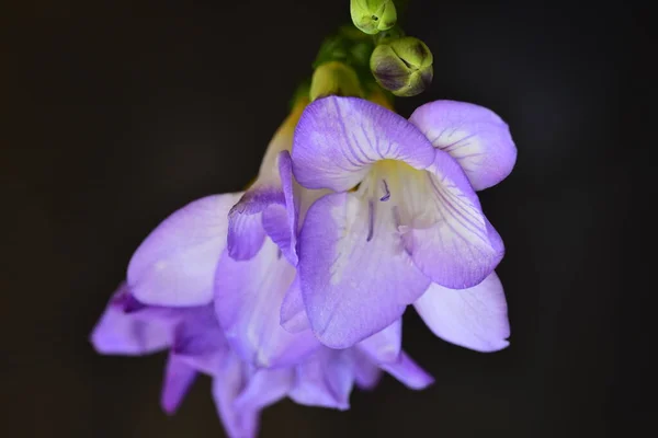 Close Beautiful Purple Flowers Summer Concept — Stock Fotó