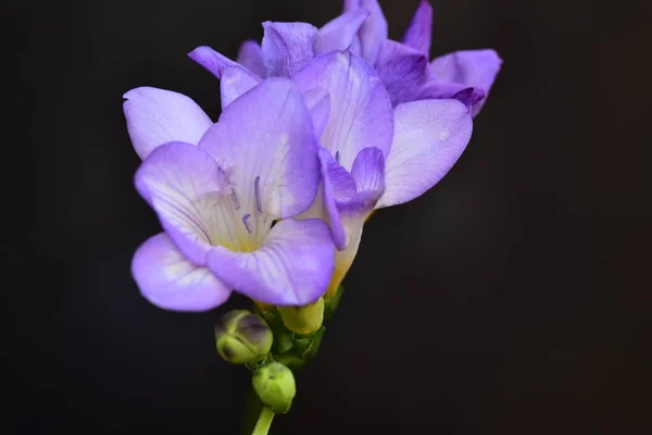 Close Beautiful Purple Flowers Summer Concept — 스톡 사진