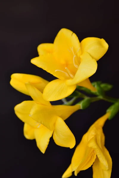 Close Yellow Flowers Black Background — Stockfoto