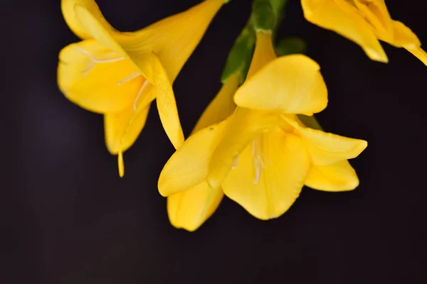 Close Yellow Flowers Black Background — Φωτογραφία Αρχείου