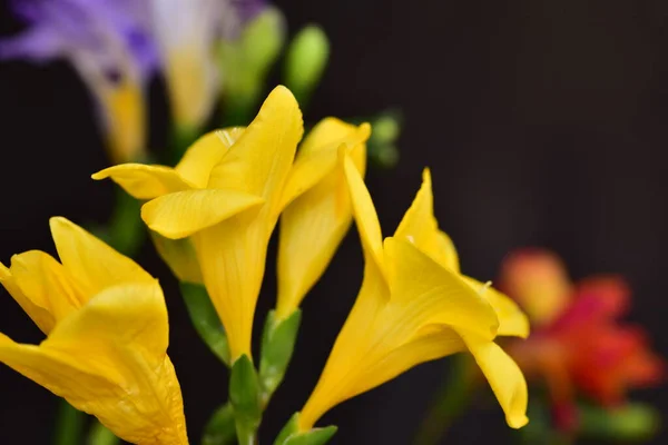 Close Yellow Flowers Black Background — ストック写真