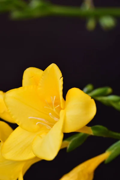 Close Yellow Flowers Black Background — стоковое фото