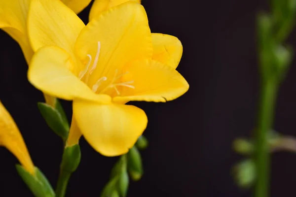 Close Yellow Flowers Black Background — 图库照片