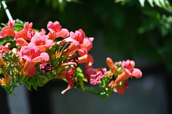 Krásné Růžové Květy Rostoucí Zahradě — Stock fotografie