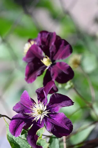 Close Beautiful Purple Flowers Garden — Stock Photo, Image