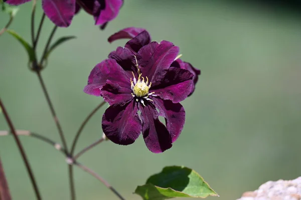 Primer Plano Hermosas Flores Púrpuras Jardín —  Fotos de Stock