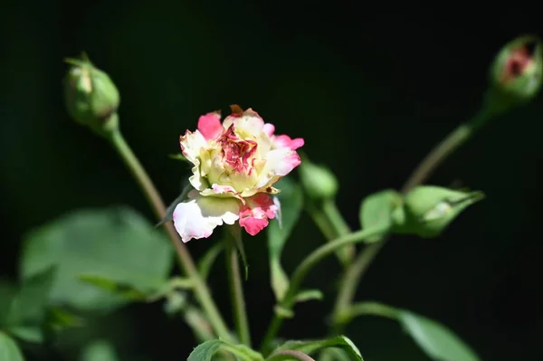 Красива Квітуча Троянда Росте Саду — стокове фото
