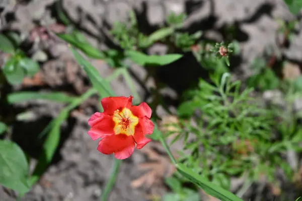 Красивые Красные Цветы Растут Саду — стоковое фото