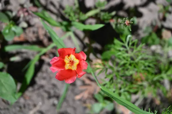 Hermosas Flores Rojas Que Crecen Jardín —  Fotos de Stock