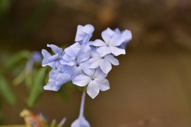 Bahçede güzel açık mavi çiçekler