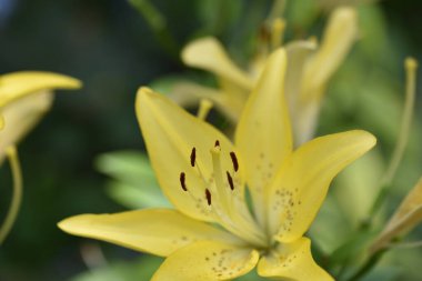 güzel zambak çiçekleri, çiçek konsepti imajı
