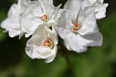 Bahçede büyüyen güzel beyaz çiçekler