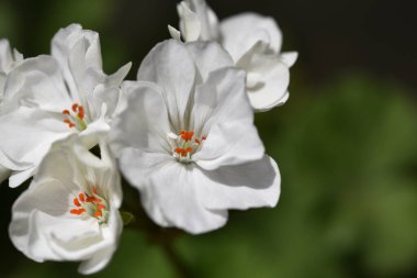 Bahçede büyüyen güzel beyaz çiçekler