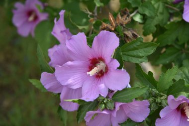 bahçede büyüyen güzel pembe çiçekler
