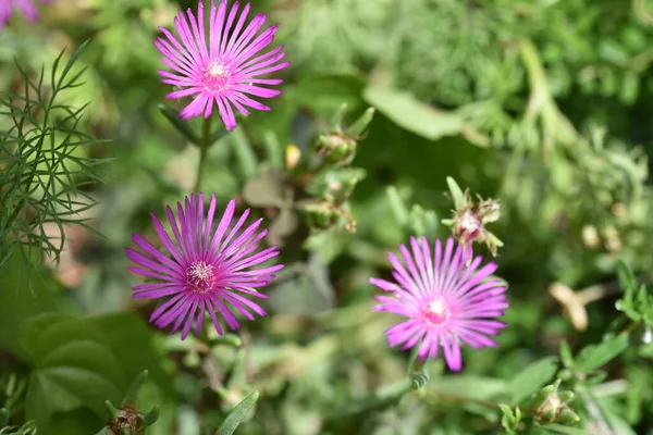 Mooie Roze Bloemen Groeien Tuin — Stockfoto