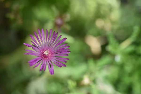 美丽的粉红色花 长在花园里 — 图库照片