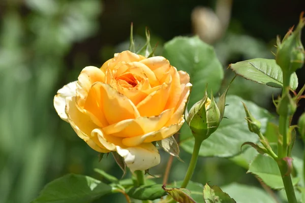 Schöne Blühende Rose Wächst Garten — Stockfoto