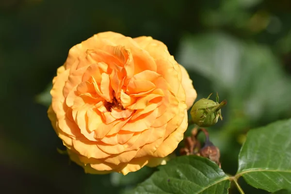 Gyönyörű Virágzó Rózsa Kertben — Stock Fotó