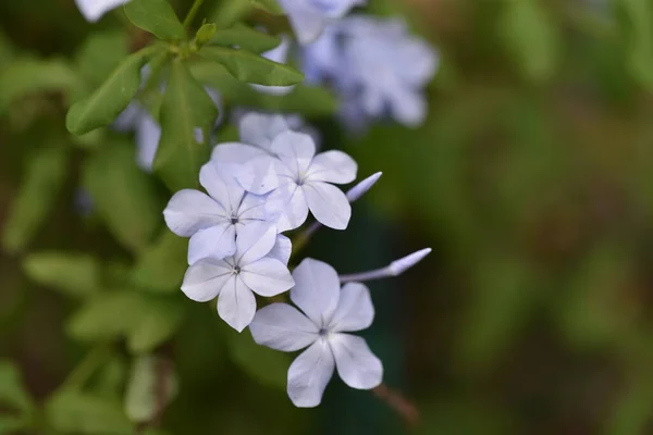 Bahçede Güzel Açık Mavi Çiçekler — Stok fotoğraf