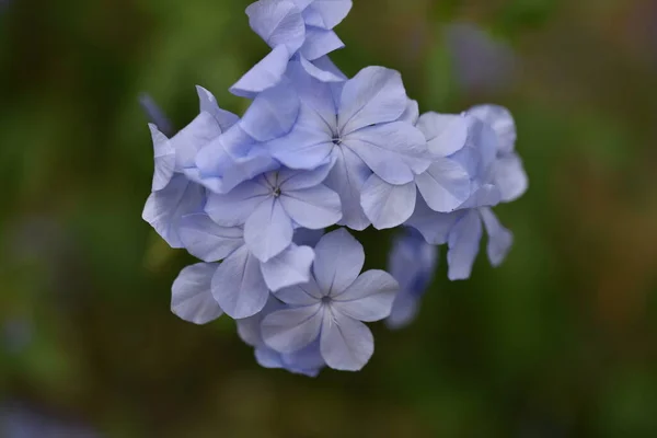 Hermosas Flores Azul Claro Jardín —  Fotos de Stock