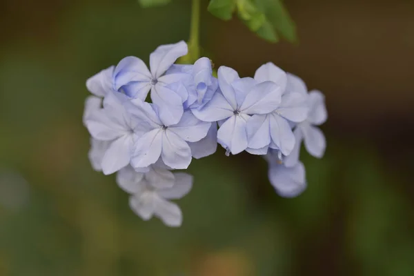 Hermosas Flores Azul Claro Jardín —  Fotos de Stock