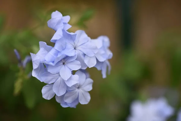 Mooie Lichtblauwe Bloemen Tuin — Stockfoto