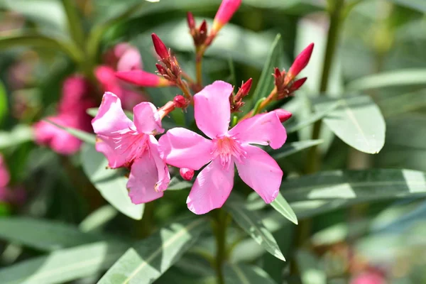 Bahçede Büyüyen Güzel Pembe Çiçekler — Stok fotoğraf