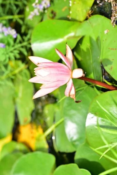 Beautiful Lily Pond Close View — Stock Photo, Image