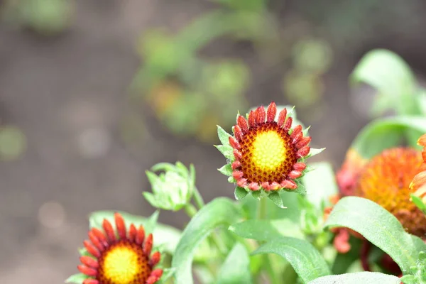 Bellissimi Fiori Rossi Che Crescono Giardino — Foto Stock