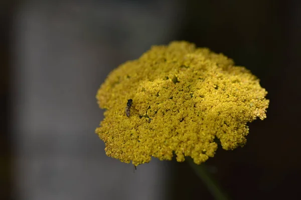 Крупним Планом Вид Жовті Квіти Літня Концепція — стокове фото