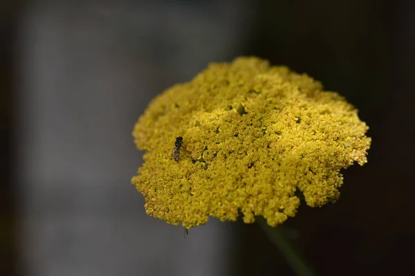 Close View Yellow Flowers Summer Concept — 스톡 사진