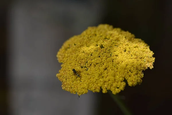 Vista Perto Flores Amarelas Conceito Verão — Fotografia de Stock